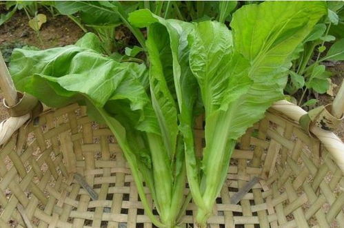 農(nóng)村這種菜長(zhǎng)得和小孩一般高 適合便秘者吃 你有沒(méi)有吃過(guò)呢